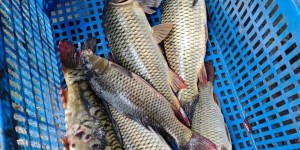 西部风老坛系列窝料如何玩转休闲黑坑